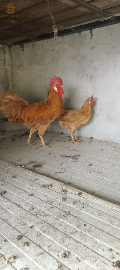 كوبلا ليجهورن فوف