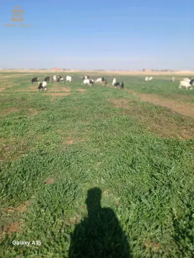 تيارت