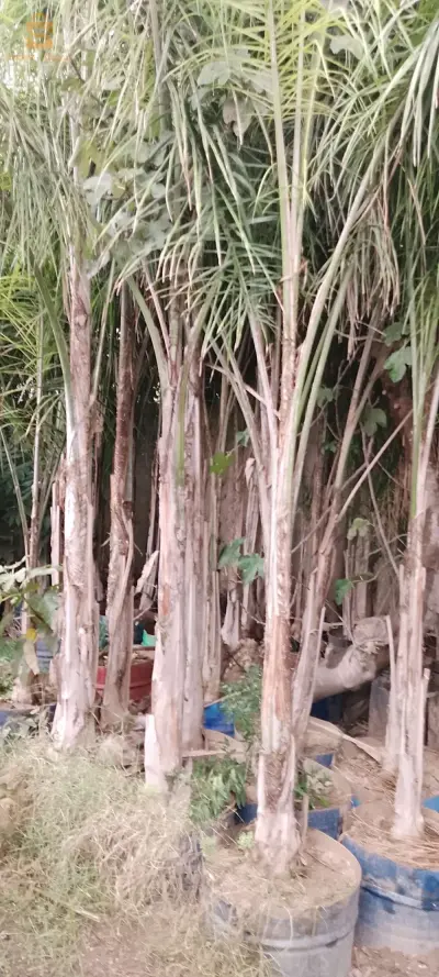cocos