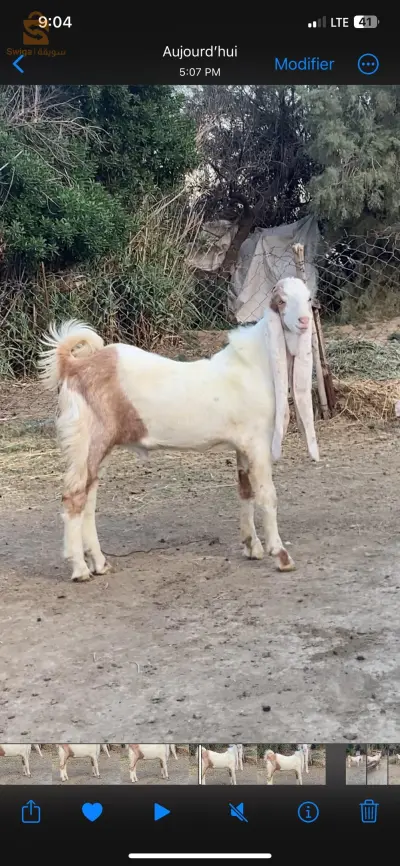جدي حجازي اصلي ماشاءالله