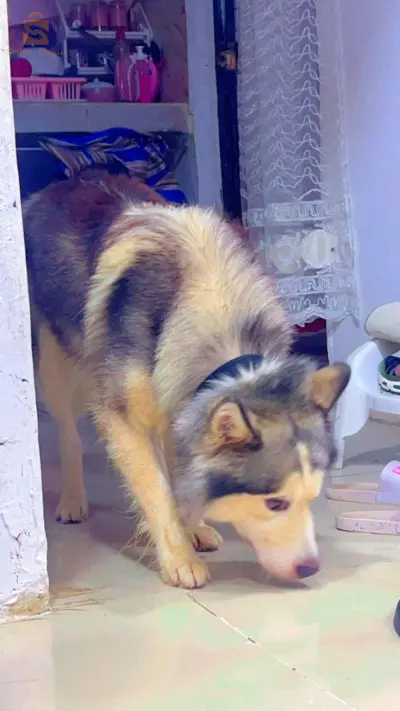 husky malamut