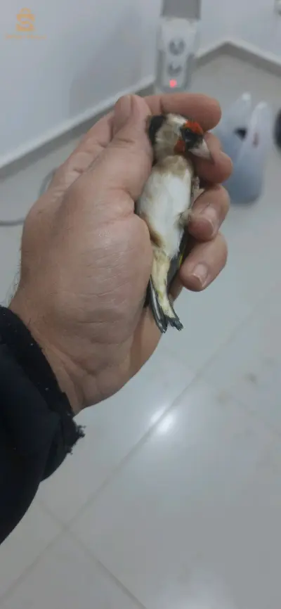فمالة خلوية شابة ومصوفيا