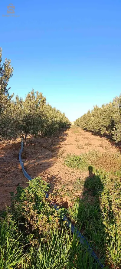 قرية العقيد عباس ولاد قدور