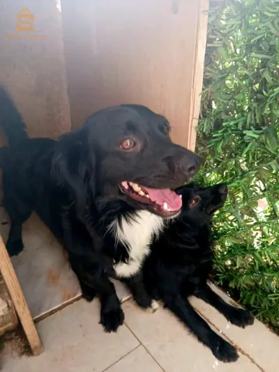 chiens berger australien miniature male et femelle