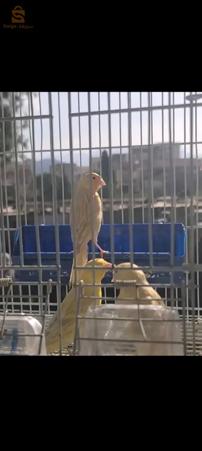 فروخى ساتيني موزايك و ساتيني جون أنطونسيف