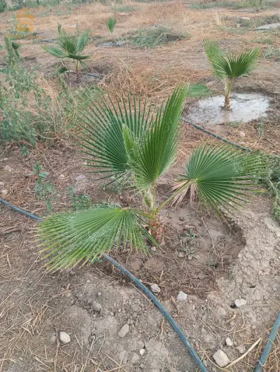 باتنة