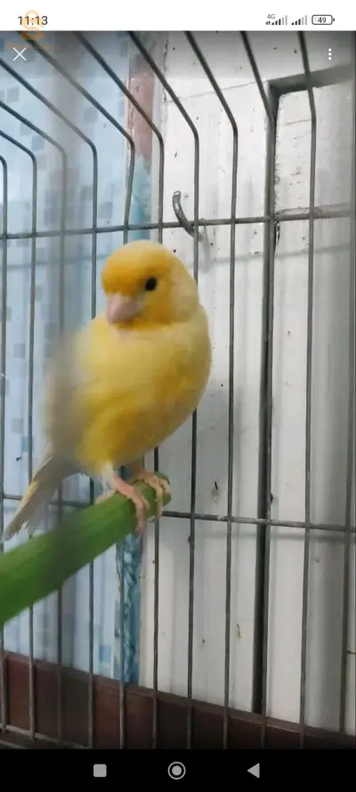الطارف