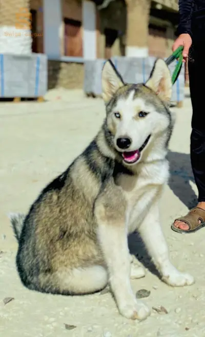 husky
