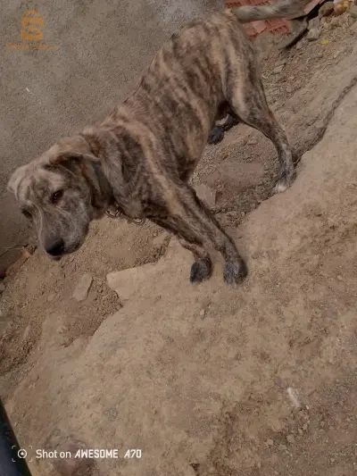 0798654785