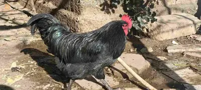 العبادية