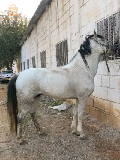 أولاد شبل