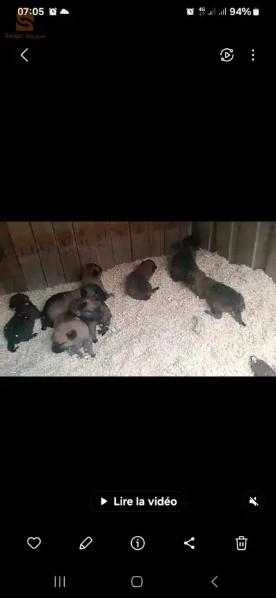 malinois 0674367681
