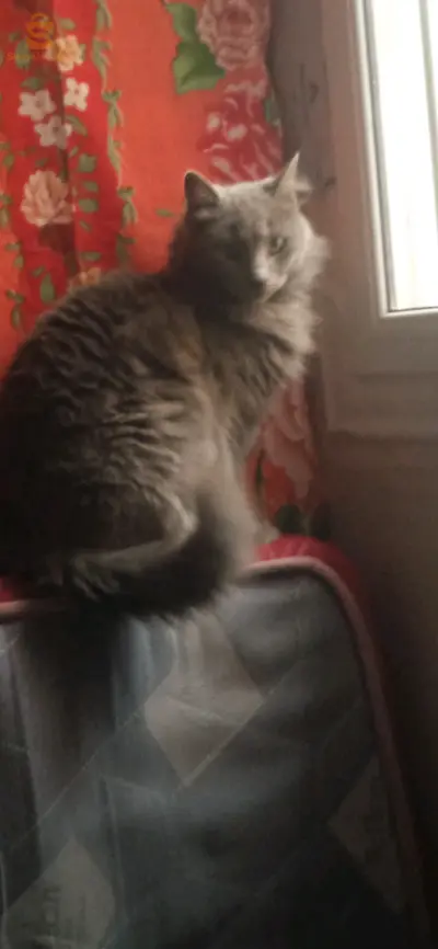 بيع
