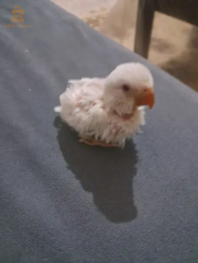 للتكيل اليدوي