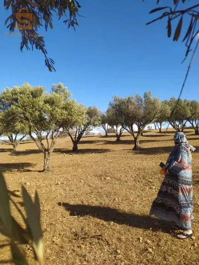 Terre agricole a Zahana 14r