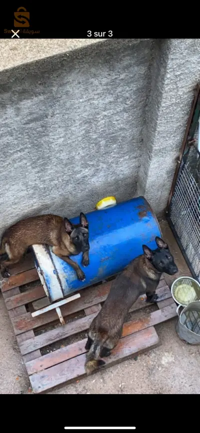 chien malinois charbonne