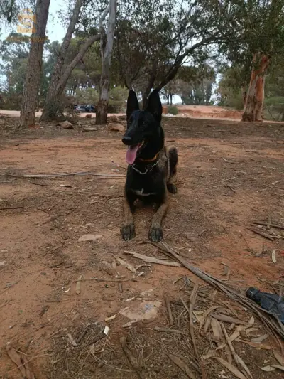 Mal malinoi b carné de vaccin dressage :
1_aci 2_couche 3_pas bougé 4_ mort 5_attention 6_attaque 7_deux pat 8_aboi 9_cherche _10_ garde 11_ zigzag 12_milieu avons arrière 13_marche ou pied 14_marche entre pied 15_ Lâche 16_pas touché 17_Non 18_marche arrière
19 _ Lagarde mettre aci Aboi 20_ couché Aboi 21_ 2 pat Aboi