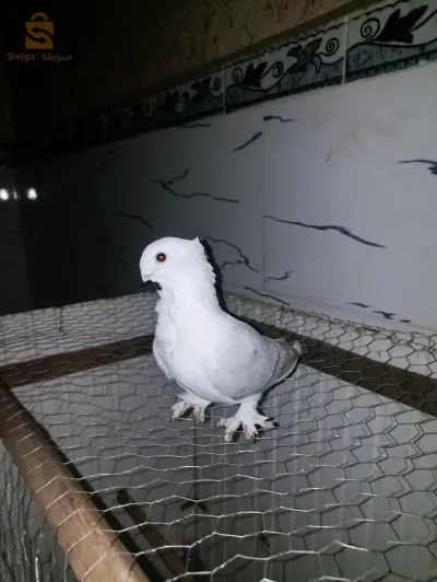 للبيع