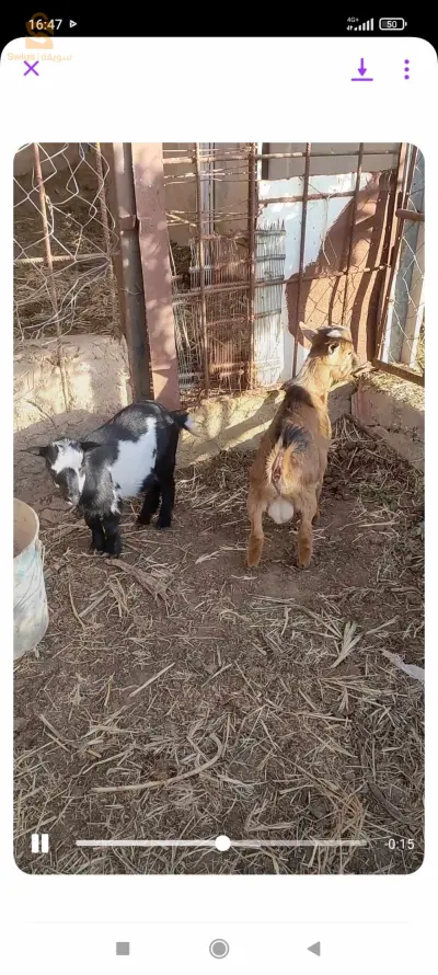 ماعز قزم