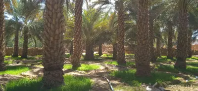 حديقة نخيل