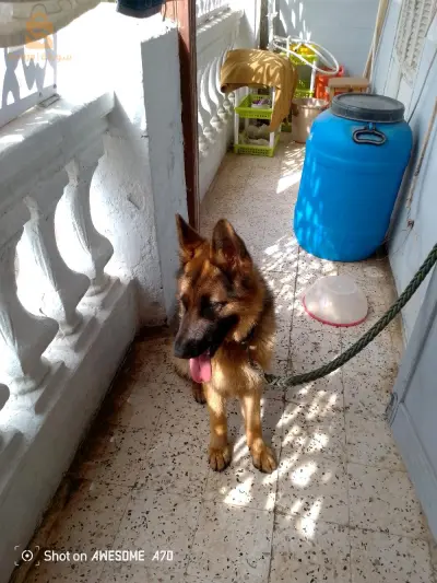 Mâle berger allemand 
Age 12mois 
Avec carte de tatouage et pedigree 
Alger 0778933672