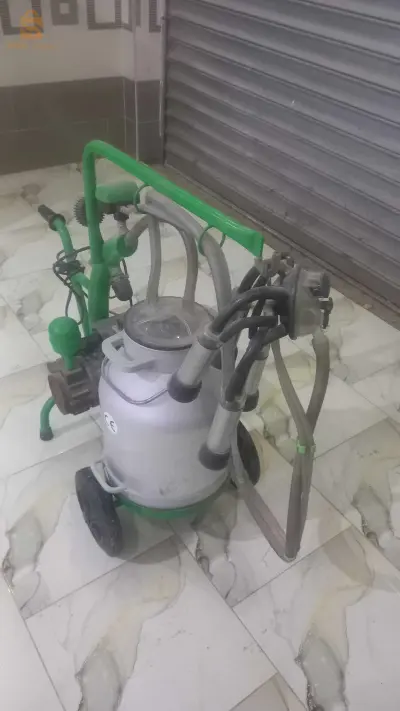 حلابة بقر