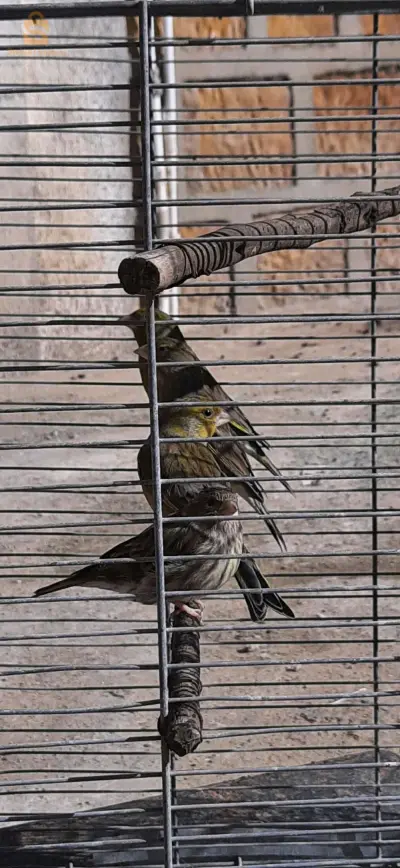 Des oiseaux à vendre