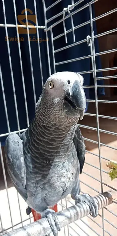 gabonai