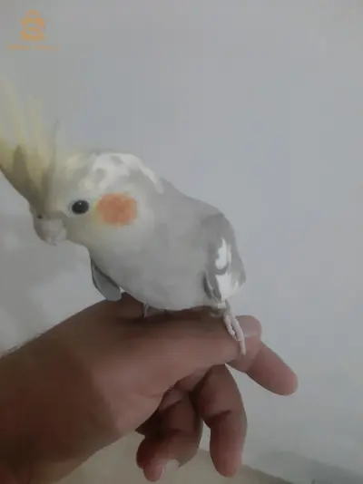للبيع