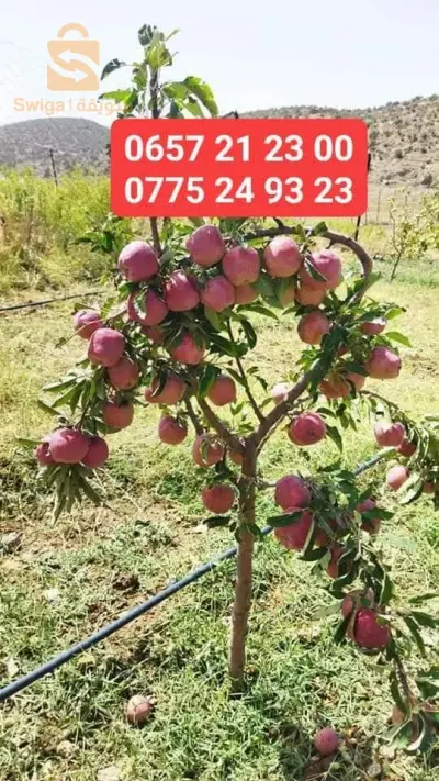 أشجار مثمرة