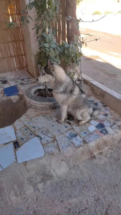 كوبلا هاسكي