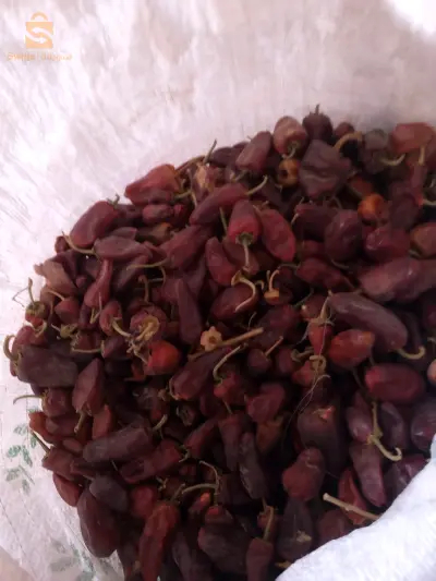 فلفل يابس  احمر