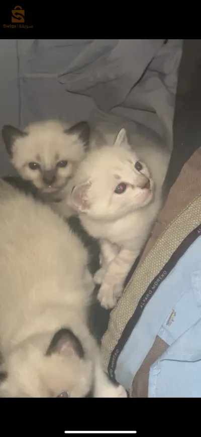 les chat siamon