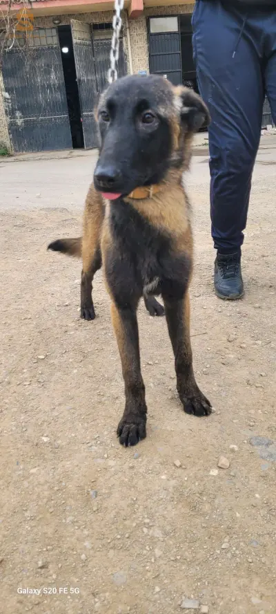 Malinois charbonnier chien مالينوا كلب