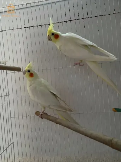 Calopsitte couple lutino