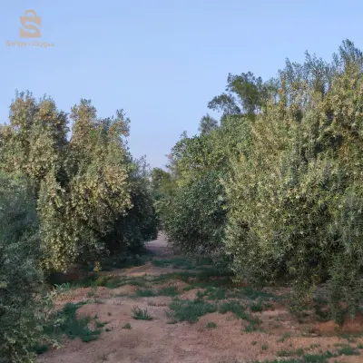 مزرعة زيتون و نخل