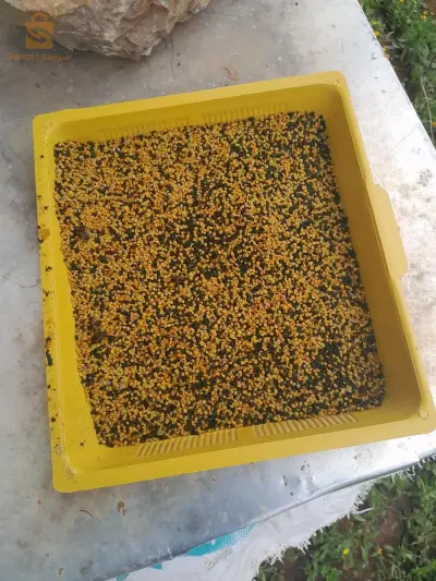 حبوب اللقاح POLLEN