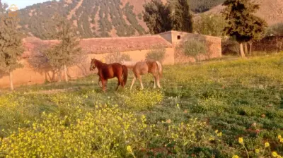 عودة انڨليزية