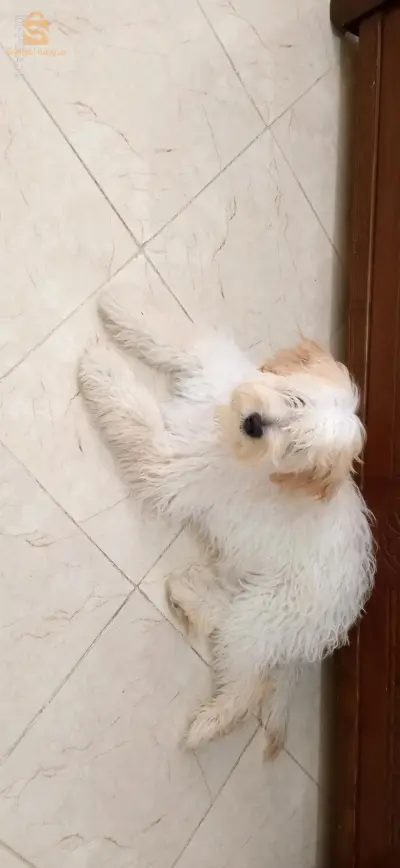 بيع كنيش