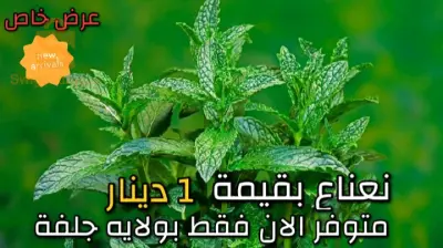 نعناع بقيمه واحد دينار عرض لا يفوت