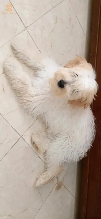 كنيش