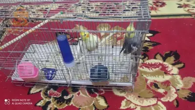 كوكتال وبيريش