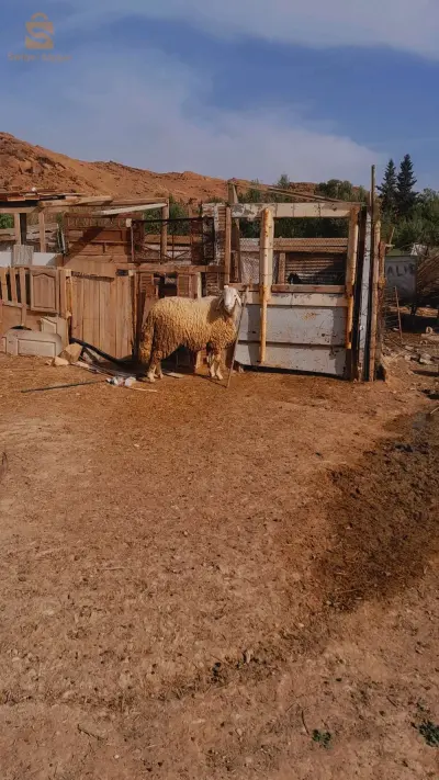 خروف ثني سارح وكالي  شعير