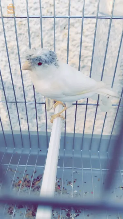 كناري