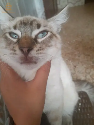 قط