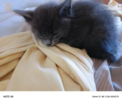chat bleu russe
