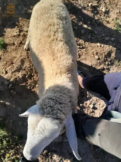 خروف ذكر