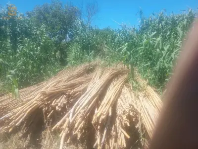 بيع الحطب المسمى بلقبائلية(اغنيم)