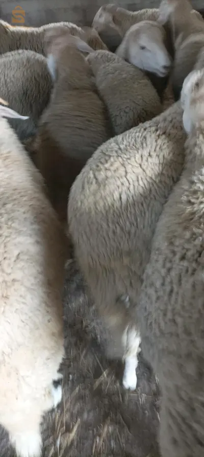 خرفان مشاء الله لحم صافي طالعين بصفى