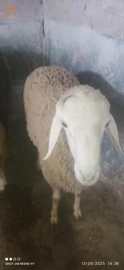 كاين كبش خشين واربع ثنيان وخروف